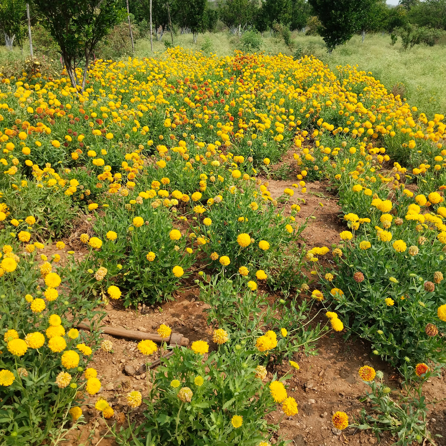 Picture taken at the farm we had